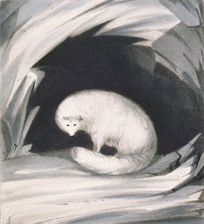 Arctic Fox, from 